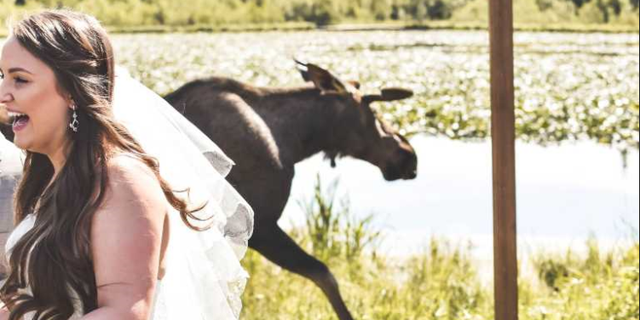 Bria Celest snapped a photo of bride Shandalyn Brown as she was photobombed by a moose on her wedding day.