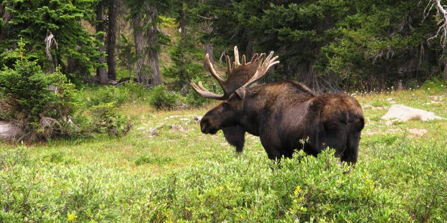 A hunter claims she's received death threats for posting pictures from her Alaskan moose hunt on Facebook.