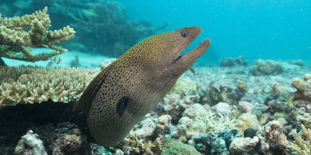 Moray Eel