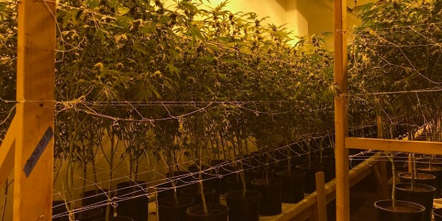Police found marijuana plants in three properties owned by Stephanie Smith.