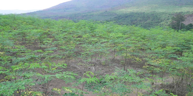 A plantation of young moringa trees in Congo.