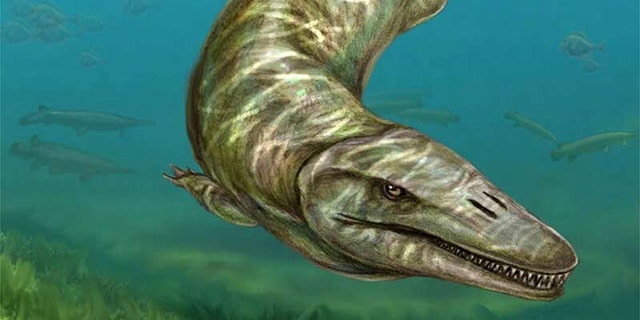 Researchers discovered remains of a mosasaur species (reconstruction shown here), that lived 84 million years ago in freshwater floodplains.