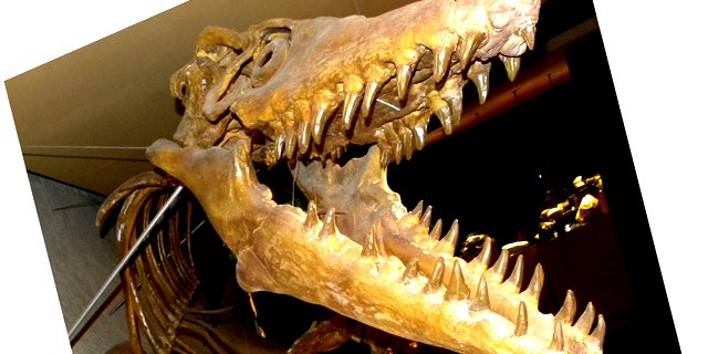The first mosasaur was discovered in the 18th century. Scientists are now studying how their bodies changed as they adapted to swimming in the open ocean and became top marine predators. (Shown here: a mosasaurus skeleton at the Maastricht Natural History Museum, The Netherlands.)