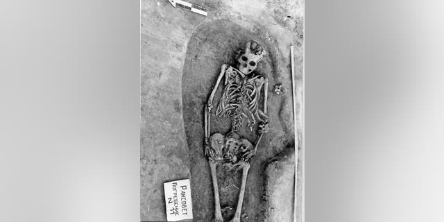 Fetal bones are clearly visible around the abdomen, pelvis and thighs of this woman, buried between 7725 and 7630 years ago, according to carbon dating.