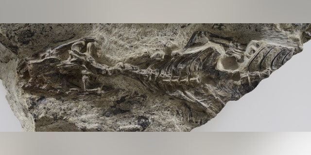Scientists found a preserved specimen of Megachirella wachtleri in northern Italy and described it in 2003.