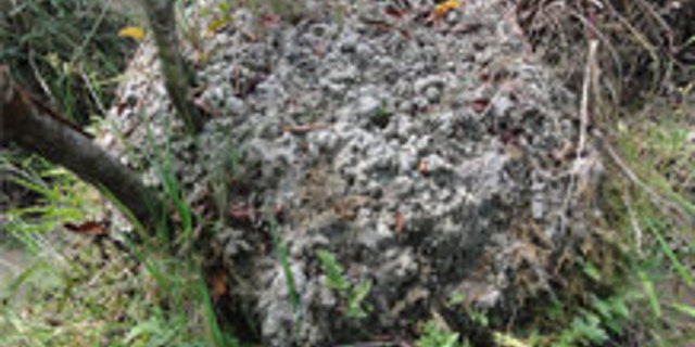 Large worms create surales in South American wetlands. (University of Exeter)