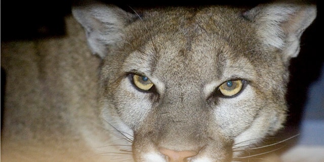 May 24: A photo provided bv the Hesperia Code Enforcement shows a mountain lion peering from his hiding place inside a family's garage in Hesperia, Calif. The mountain lion was eventually sedated by California State Fish and Game Biologists and released back into the wild. (AP/Hesperia Code Enforcement)