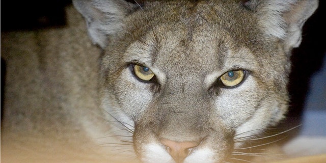 May 24: A photo provided bv the Hesperia Code Enforcement shows a mountain lion peering from his hiding place inside a family's garage in Hesperia, Calif. The mountain lion was eventually sedated by California State Fish and Game Biologists and released back into the wild. (AP/Hesperia Code Enforcement)