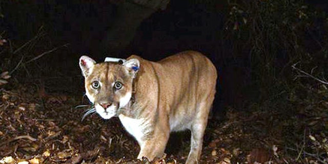 A mountain lion is seen in 2014 in Griffith Park in Los Angeles. A juvenile mountain lion jumped through a woman's window July 4 in Colusa, California.