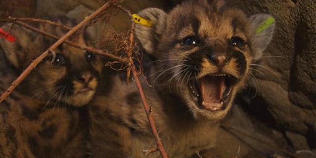 This June. 22, 2016, photo released by the National Park Service shows kitten siblings P-50, P-51, and P-52 Litter in the eastern Santa Susana Mountains.