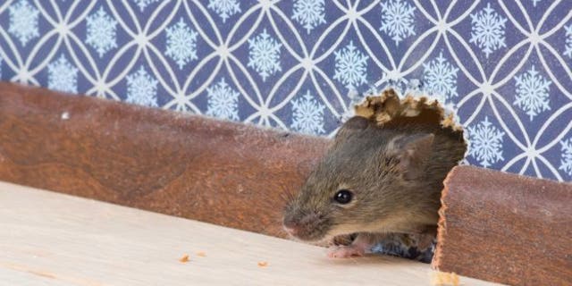 mouse-in-house