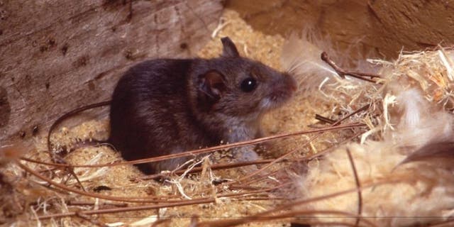 Once given the drug, the mice were put through a maze test and results showed a clear improvement in their learning and memory formation.