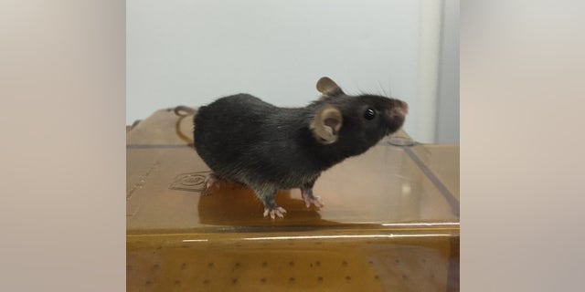 Feb. 25, 2016: This photo provided by Xiao-Yang Zhao of the Southern Medical University in Guangzhou, China shows one of the offspring produced with rudimentary mouse sperm derived from stem cells.