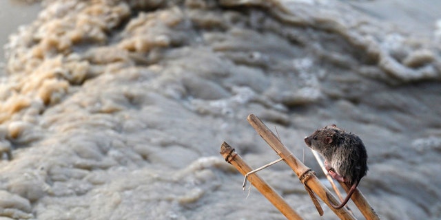 File photo - A stranded mouse rests on a stick next to the rising waters of river Yamuna in New Delhi June 19, 2013. (REUTERS/Anindito Mukherjee)