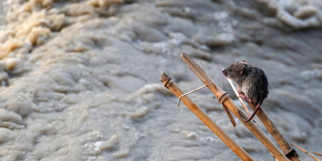 File photo - A stranded mouse rests on a stick next to the rising waters of river Yamuna in New Delhi June 19, 2013. (REUTERS/Anindito Mukherjee)