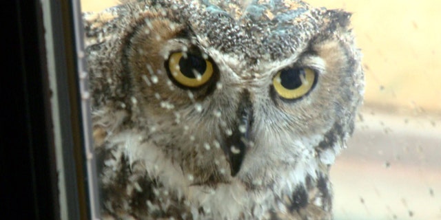 Great horned owl known as "Mrs. Tiger" in Oklahoma City. (KFOR-TV)