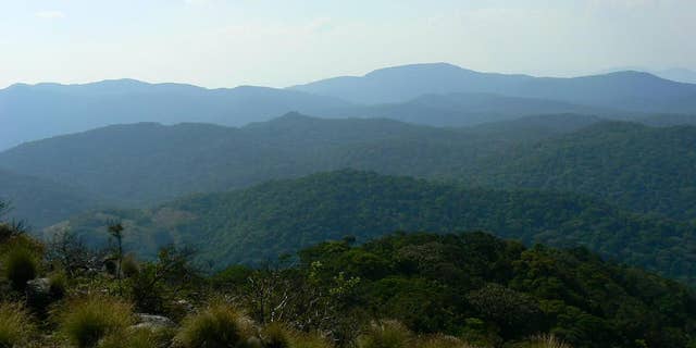 View of lush vegetation on Mount Mabu, Mozambique. Kew botanist Jonathan Timberlake led the expedition there in 2008