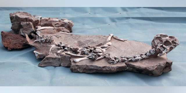 Tongtianlong limosus skeleton (Junchang Lu).