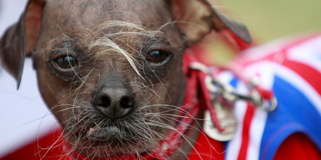 June 22, 2012: Suzanne Marta holds up her Chinese crested dog, Handsome Hector, Mugly, a Chinese crested dog, owned by Bev Nicholson of Peterborough, England won the title of World's Ugliest Dog at the Sonoma-Marin Fair in Petaluma, California. (AP/The Press Democrat, Beth Schlanker)