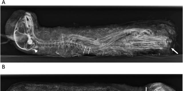 The cat mummy from the side (A) and front (B). In (A), the thin white arrows indicate the squeezed thorax; white arrow, fractured back bones of the tail; white arrowhead, fracture/hole in the occipital region of the skull.