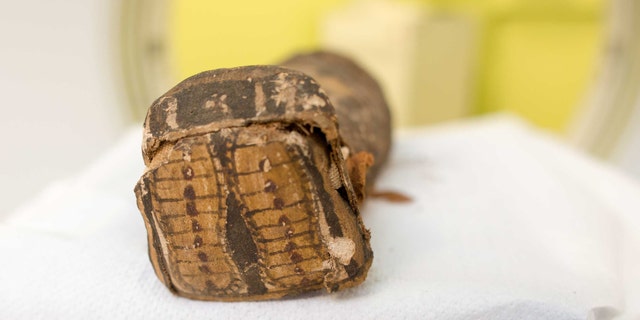 The tiny mummy at Maidstone Museum (Maidstone Museum)