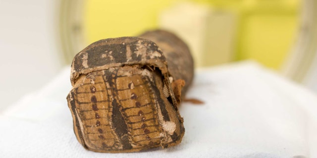 The tiny mummy at Maidstone Museum (Maidstone Museum)