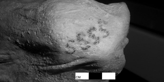 The S-shaped motif tattoo discovered on the female mummy (The Trustees of the British Museum)