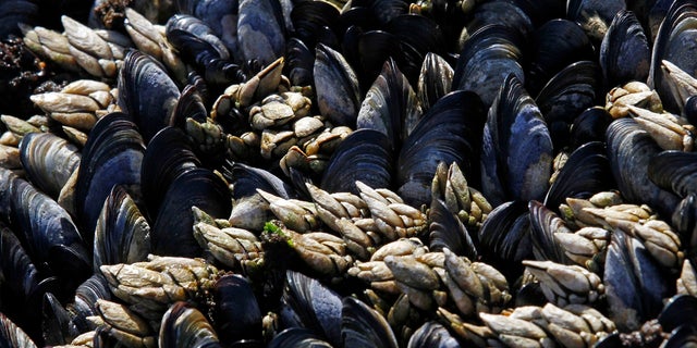Researchers in Washington discovered trace amounts of opioids in mussels off Seattle's coast.