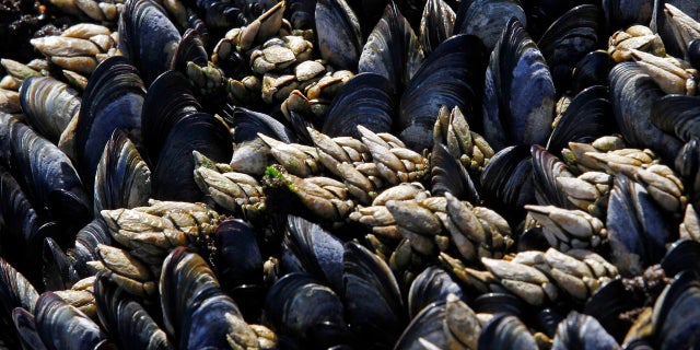 Researchers in Washington discovered trace amounts of opioids in mussels off Seattle's coast.