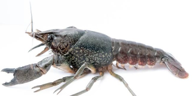 The marbled crayfish ( Procambarus virginalis) is in many ways the ultimate invasive pest. (Credit: Frank Lyko, DKFZ)