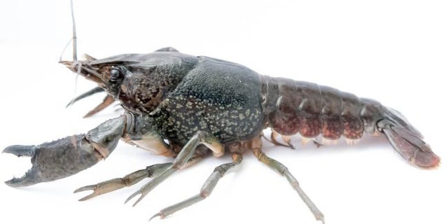 The marbled crayfish ( Procambarus virginalis) is in many ways the ultimate invasive pest. (Credit: Frank Lyko, DKFZ)