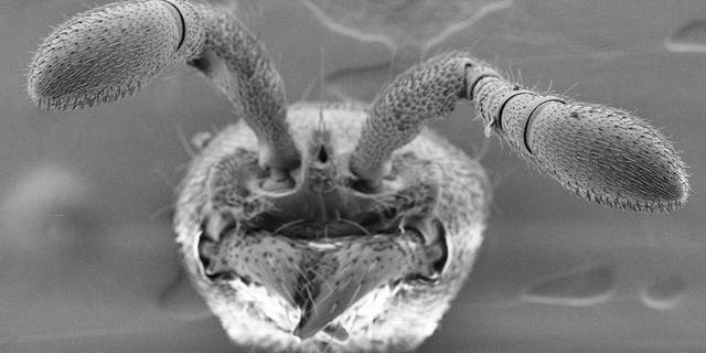 Ants use porous hairs on their antennae to detect pheromones. Scientists developed mutant ants lacking this ability. (Credit: Sean K. McKenzie/The Rockefeller University)