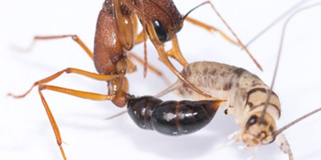 This image shows a Harpegnathos saltator worker ant in the process of stinging a cricket to paralyze it and drag it into the nest as part of its hunting duties. (Credit: Brigitte Baella)