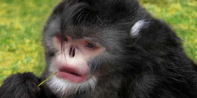 Photoshop reconstruction of the snub-nosed monkey. (Credit: Dr Thomas Geissmann/Fauna & Flora International)