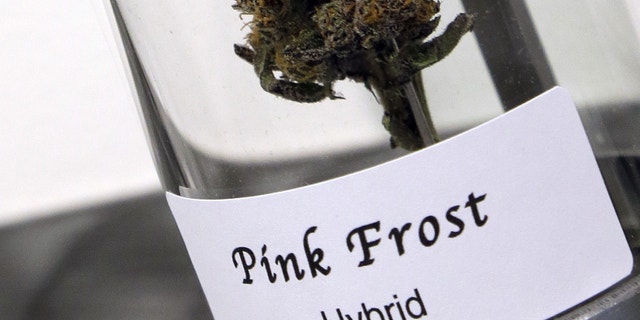 Nov. 5, 2014: A sample of cannabis appears on display at Shango Premium Cannabis dispensary in Portland, Ore.