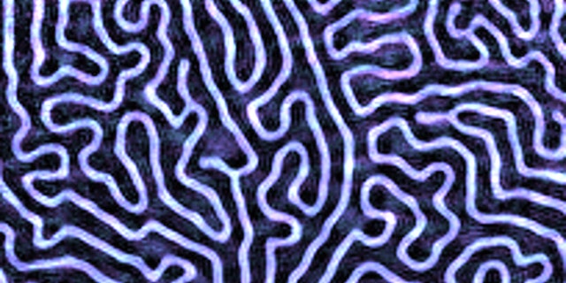 Magnetic domains appear like the repeating swirls of fingerprint ridges. As the spaces between the domains get smaller, computer engineers can store more data.