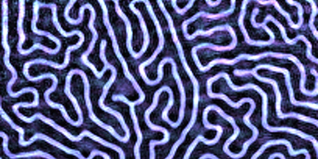 Magnetic domains appear like the repeating swirls of fingerprint ridges. As the spaces between the domains get smaller, computer engineers can store more data.