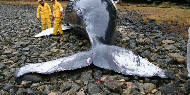 Veterinarians assist during the necropsy of a humpback whale calf that was stranded on Baranof Island, Alaska. (Alicia Jensen/NOAA/NMFS/AKFSC via NASA)