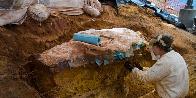 The stone slab found on NASA's Goddard campus (Credit: NASA/GSFC/Rebecca Roth)