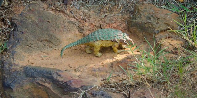 A model of a Nodosaur dinosaur sits inside what is believed to be the fossil of a Nodosaur footprint. The footprint was found by Ray Stanford a local dinosaur hunter. (Credit: NASA/Goddard/Rebecca Roth)
