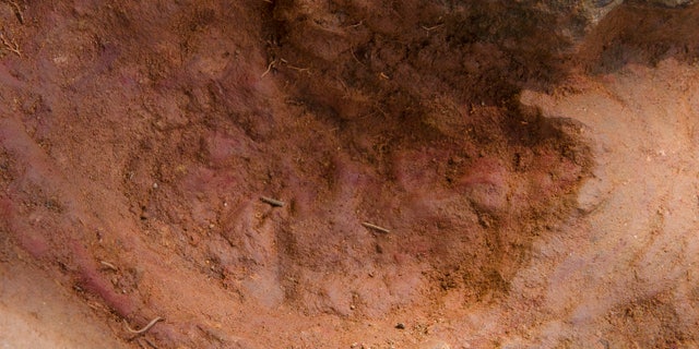 Two nodosaurs passed through the Goddard campus 110 to 112 million years ago, according to a USGS paleontologist. Pictured here the second track, overlapping the first, looks to be a young version of the same creature. (Credit: NASA/GSFC/Rebecca Roth)