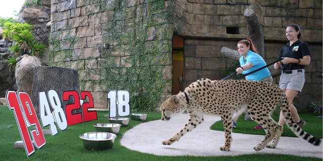 From left, Jennifer Nelson-Casines, senior keeper, and Emily Henson, zookeeper, walk with Koda, a 4-year old cheetah from South Africa that serves as Zoo Miami's official "Wildlife Prognosticator" on Tuesday, Nov. 15, 2016 at Zoo Miami in Miami, Fla. This year's pick is Carl Edwards to win the NASCAR Sprint Cup Championship. (David Santiago/Miami Herald/TNS via Getty Images)