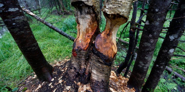 Aug. 4, 2015: Birch trees show signs of beaver activity on woodland proposed for a national park in Penobscot County, Maine.