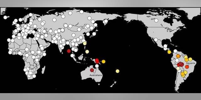 Scientists have found deep genetic links between Amazonian natives in South America and Australasians (warmer colors indicate the strongest affinities).