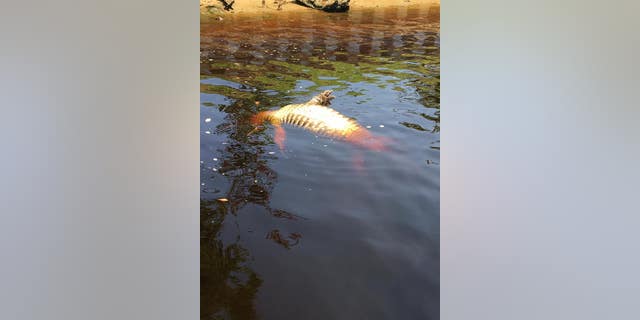 The gator appeared to be more than 10 feet long.