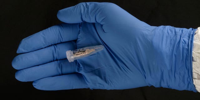 Bone powder removed from a thigh bone that yielded the first DNA sequences from the 430,000-year-old hominins from Sima de los Huesos, Spain.
