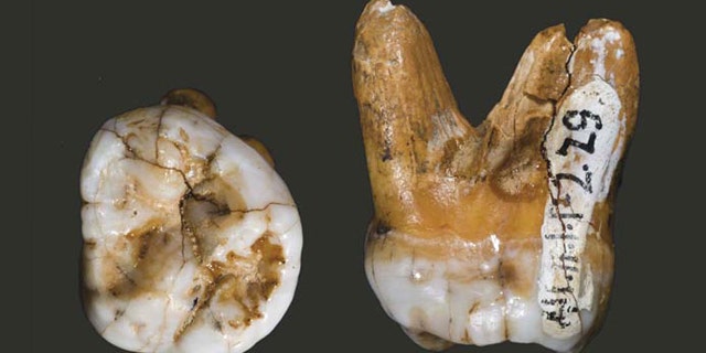 A molar tooth belonging to a Denisovan, thought to be a new branch of ancient humans.