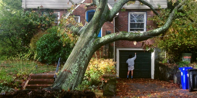 A toppled tree leans onto a power line after an overnight storm Monday, Oct. 30, 2017, in Brookline, Mass.