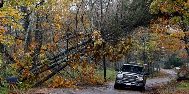 A motorist drives under downed pine trees that are resting on power lines in Freeport, Maine, Monday, Oct. 30, 2017.