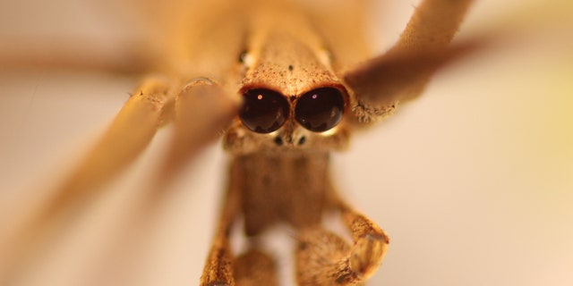 Net-casting spiders have the largest eyes of any spider.